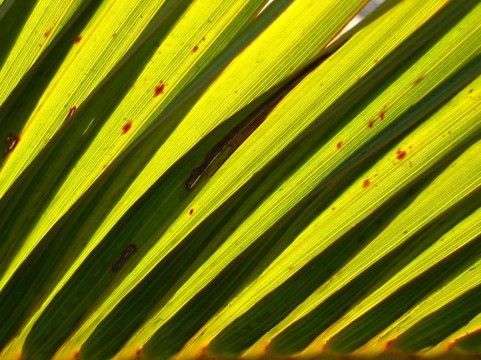 棕櫚葉，Sun背光