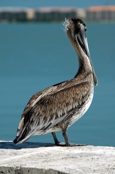 鵜鶘