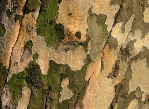 梧桐bark2