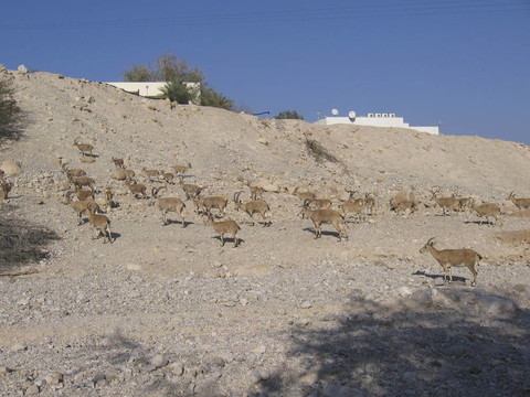一大群山羊；靠近死海；以色列