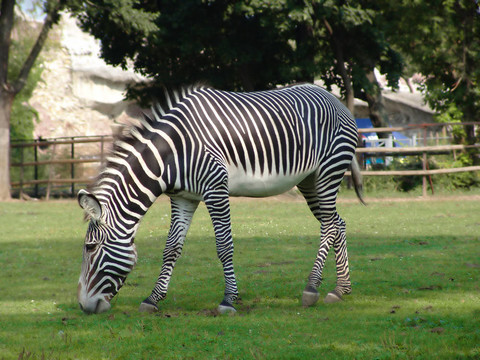斑馬在動(dòng)物園