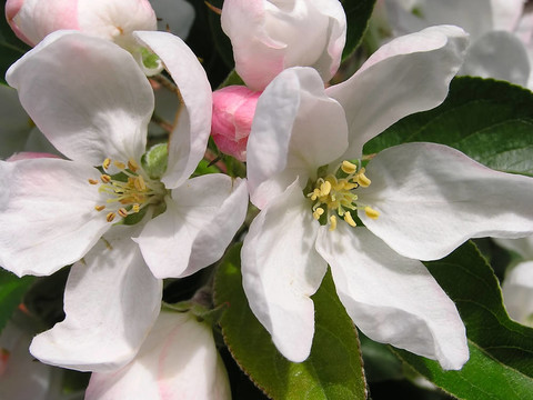蘋果花