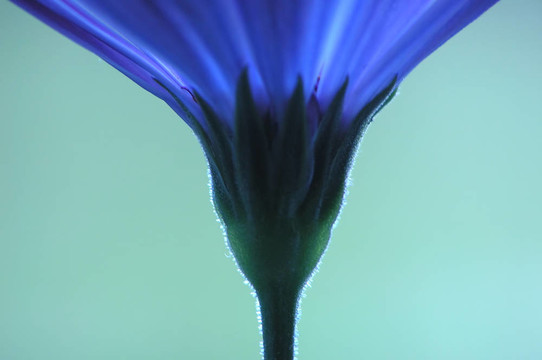 藍(lán)色的花