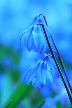 藍(lán)色的花
