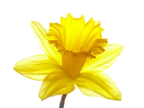 復(fù)活節(jié)的水仙花