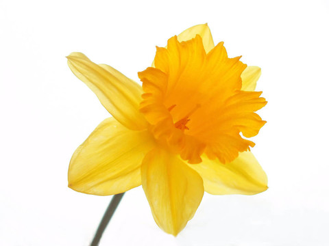 復(fù)活節(jié)的水仙花