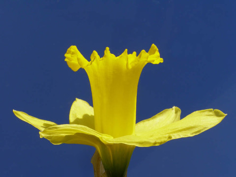 復(fù)活節(jié)的水仙花