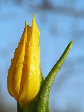 黃郁金香花蕾