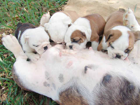 斗牛犬幼犬