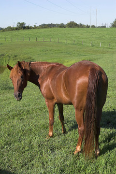 一看馬
