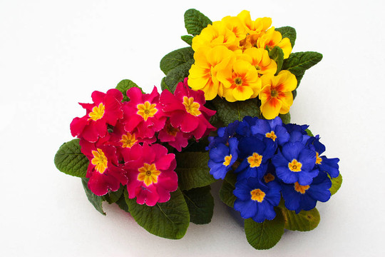 花spring_1