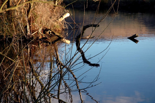 reflectons