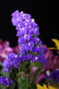 紫色的花