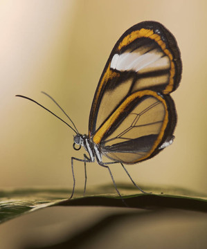 butterfly_2-bolivia