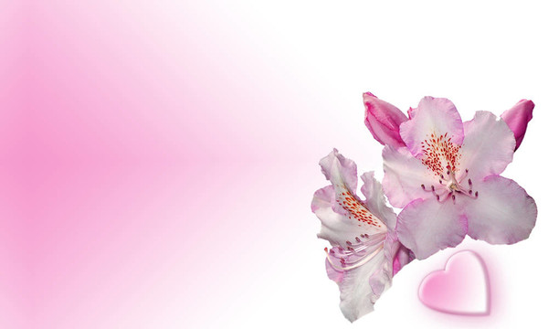 花的心