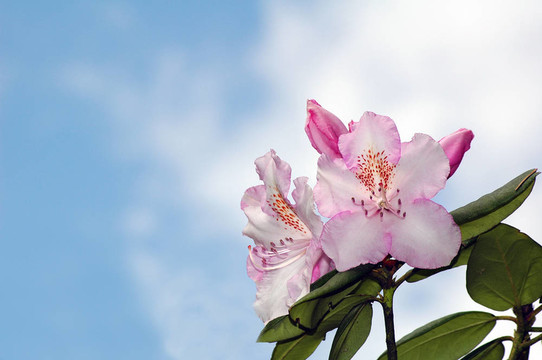 花和天空
