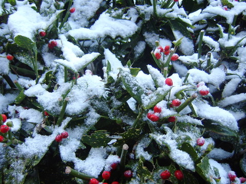 布什在雪中