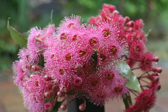 粉紅色的gumnuts
