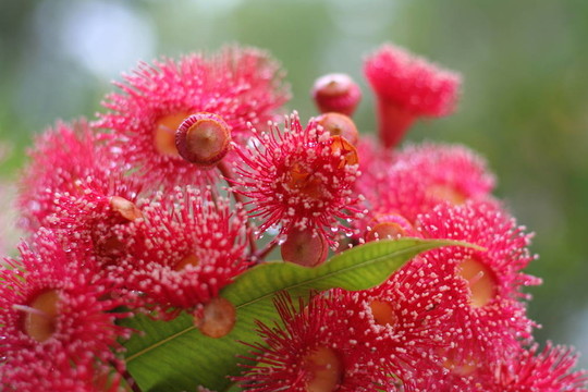 紅gumnuts
