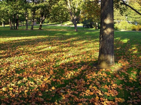公園里的影子