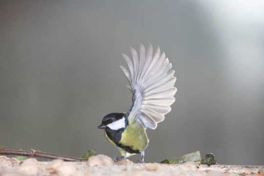 野生的鳥