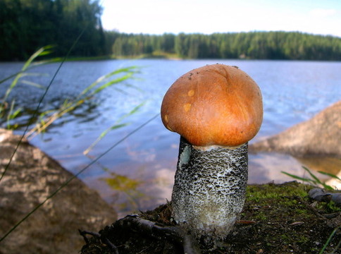 食用菌