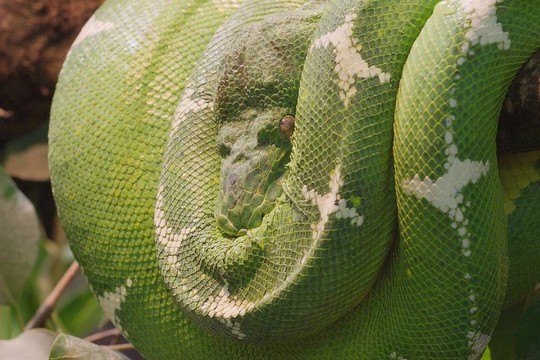 Python [ 2005 ]