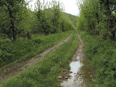農(nóng)村公路
