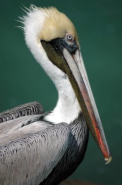 成年的Pelican