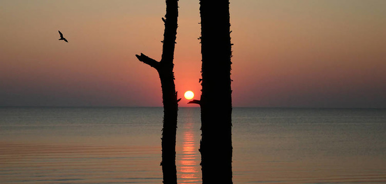 夕陽(yáng)的樹(shù)