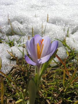 番紅花在雪中