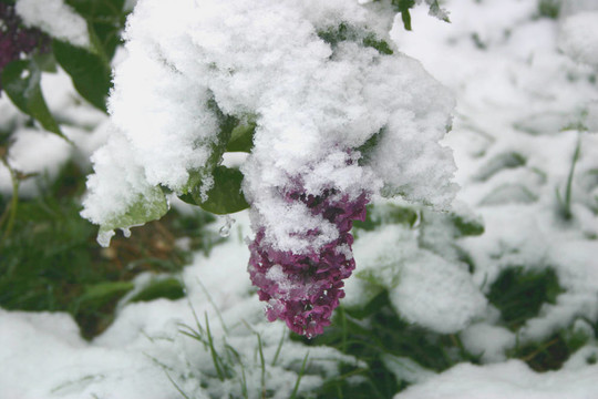 丁香在Snow