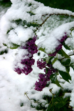 雪白的丁香花