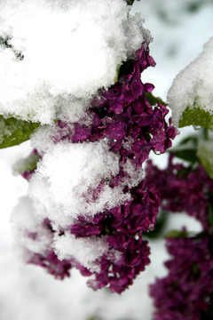 雪白的丁香花