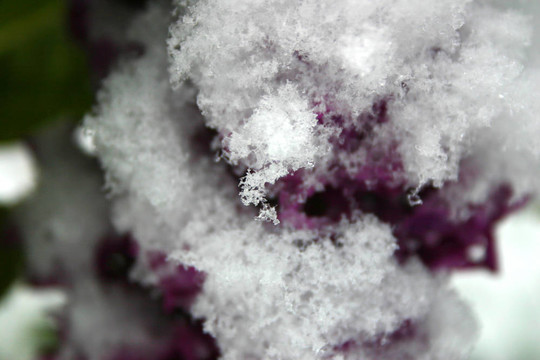 丁香在Snow