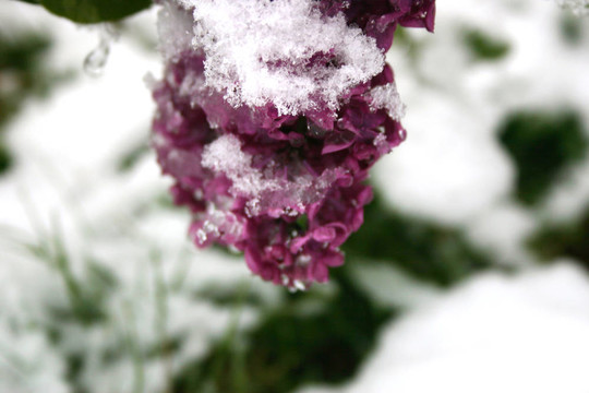 雪白的丁香花