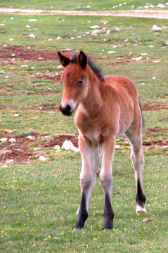 小馬