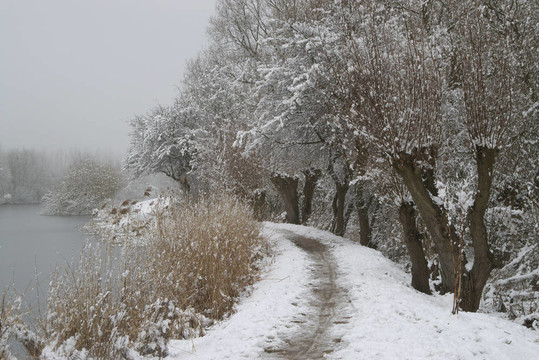 河流附近的雪