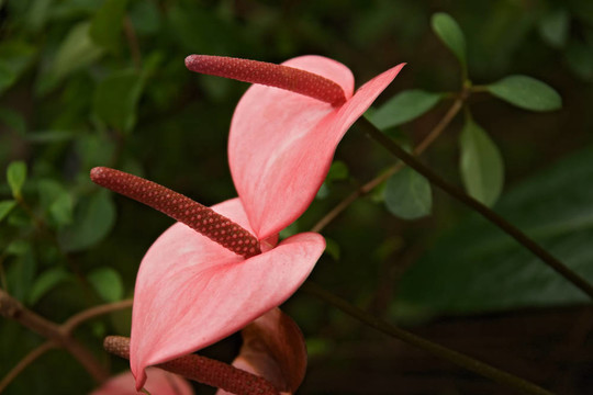 花003