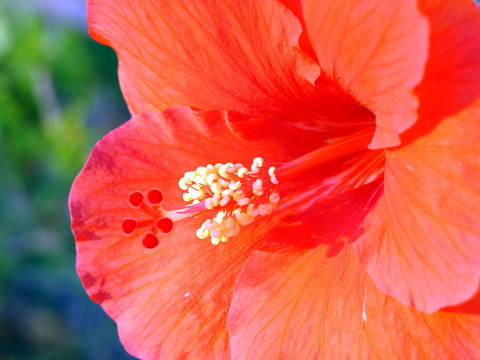 紅花宏