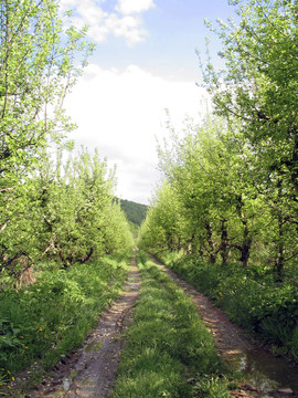 農(nóng)村公路