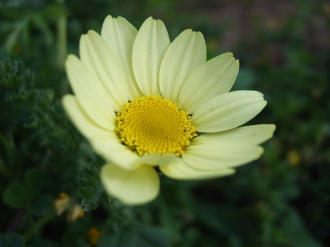 閉花