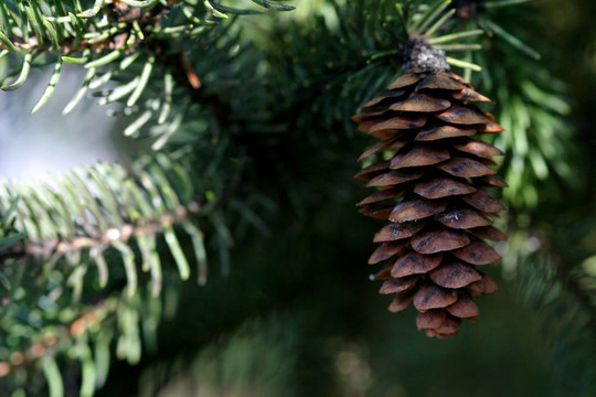 Pinecone和常青樹