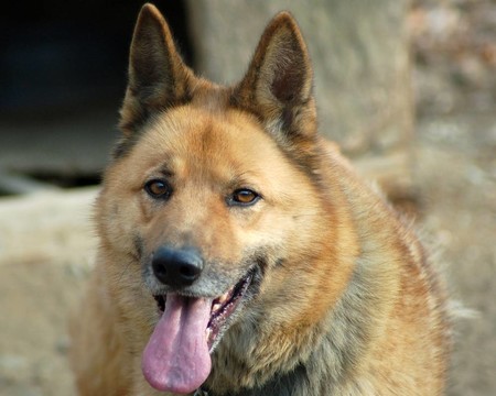 犬的驕傲
