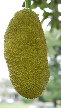 杰克果2