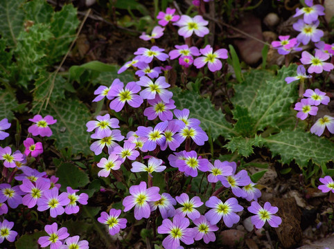 鮮花地毯