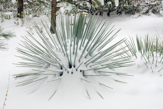 Yucca Snow
