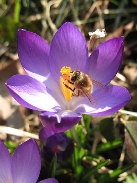 蜜蜂