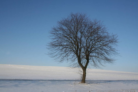 wintertree