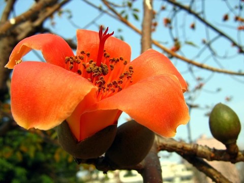 紅絲棉花花